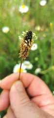 Person Holding Delicate Wildflower in a Natural Setting