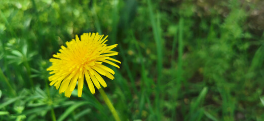Yellow dandelion blooming among the green grass, highlighting its vibrant color in the natural environment