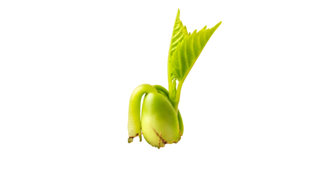 Seedling Sprout Grows Rapidly, Emerging from Seed with Vibrant Green Leaves, Transparent Background