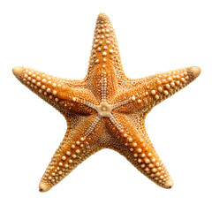 Natural marine starfish for ocean and sea decor