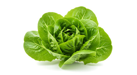 Fototapeta premium cabbage isolated on white background