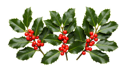Holly Berries & Leaves:  Green Sprigs with Red Berries on Transparent Background