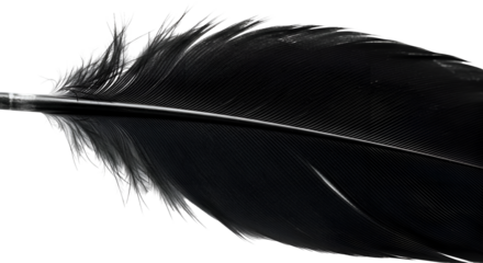 Black Feather: Texture, Detail, Transparent Background Image