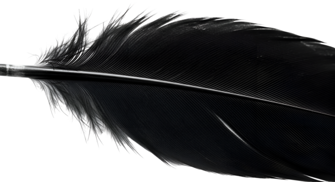 Black Feather: Texture, Detail, Transparent Background Image