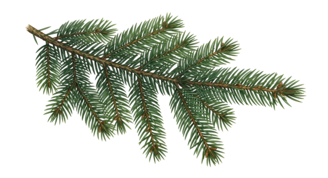 Evergreen Branch with Transparent Background:  Nature's Beauty, Isolated for Design Projects,  Perfect for Digital Crafts, Ideal for Festive Decorations,  Easily Downloadable Resource.