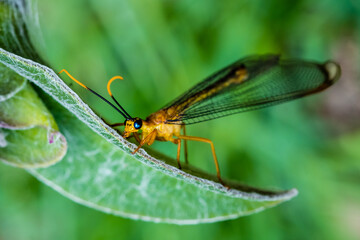 Close-up of lacewing on leaf