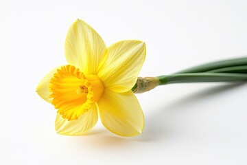 Obraz premium A bright daffodil flower isolated on a white background, showcasing its vibrant yellow color and unique shape.