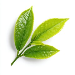Obraz premium Fresh Green Tea Leaves Branch Close Up Isolated on White Background High Resolution Image for Tea Packaging Design