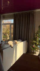 a poodle dog lies on the back of the couch around the New Year's Eve setting