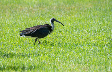 Straw-Necked Ibis searching for food in a park in Adelaide, Australia