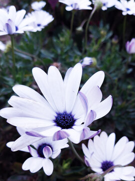 Purple and white daisy