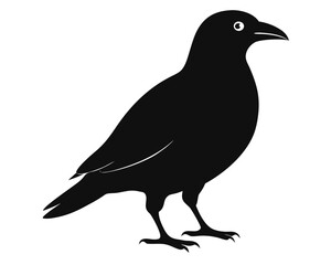Fototapeta premium alpine chough vector black animal silhouette