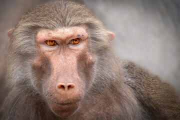 Intense Close Up of an Adult Hamadryas Baboon Primate Staring Forward