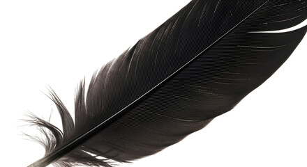Explore Dark Feather's Intricate Texture with Transparent Background