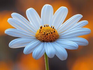 Obraz premium Close up of white daisy with vibrant yellow center against blurred orange background, highlighting its delicate petals and natural beauty