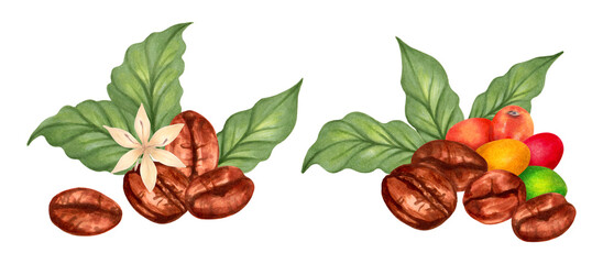 Coffee beans with coffee tree berries and flower. Watercolor botanical illustration. Hand drawn isolated art. Composition for packaging, cookbook, menu. Aroma of robusta and arabica varieties
