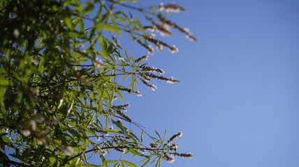 Pink Oleander Flowers Blooming by a Serene Mediterranean Beach
