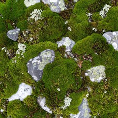 Seamless Moss and Lichen Texture on Rock, Green and Grey Natural Detail