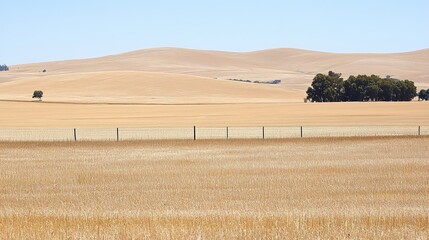 Golden wheat field under a clear sky, gently rolling hills in the background, a fence divides the foreground