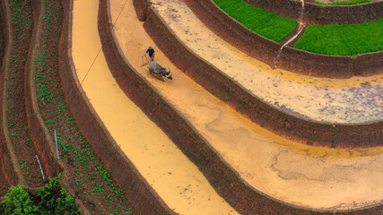  Hmong farmers prepare their fields and plant rice on terraced fields in Mu Cang Chai, Yen Bai....