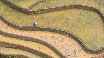  Hmong farmers prepare their fields and plant rice on terraced fields in Mu Cang Chai, Yen Bai....