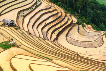  Hmong farmers prepare their fields and plant rice on terraced fields in Mu Cang Chai, Yen Bai....