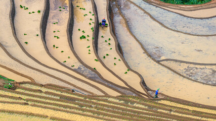  Hmong farmers prepare their fields and plant rice on terraced fields in Mu Cang Chai, Yen Bai....