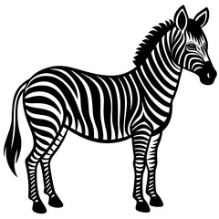 zebra vector illustration