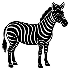 Obraz premium zebra isolated on white