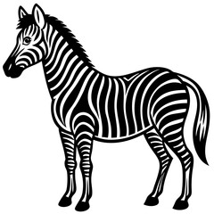 Obraz premium zebra isolated on white