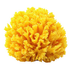 A yellow sea sponge item on Transparent Background.