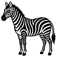 Fototapeta premium zebra isolated on white