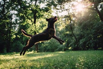 Happy dog mid-leap catching frisbee in lush green summer park, light flaring through trees in background