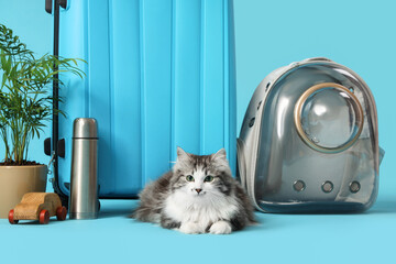 Cute cat with backpack carrier, travel accessories and palm on blue background