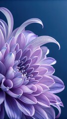 Obraz premium A delicate purple chrysanthemum flower with intricate petals unfurling against a deep blue background showcasing natural beauty and floral elegance