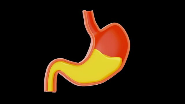 3D Animation of Digestive tract | Alpha Channel