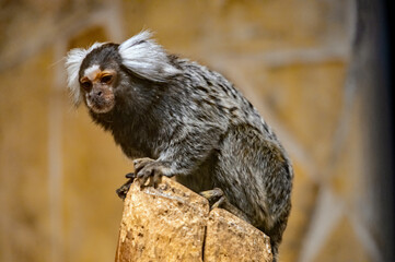 Ein Weißbüschelaffe genießt die Aussicht 