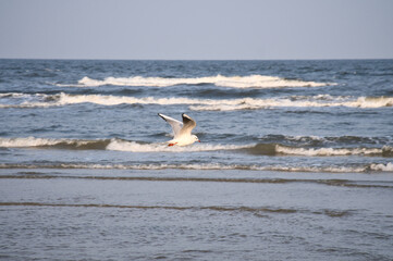 A lonely seagull glides elegantly over the vast sea under clear skies.