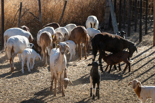 Troupeau de ch&egrave;vres en Namibie