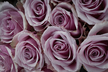 Delicate pink roses in full bloom, a dense bouquet with a romantic flair. Love