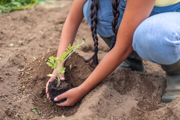 Latin farmer planting a seedling in the ground