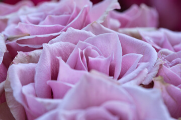Delicate pink roses in full bloom, a dense bouquet with a romantic flair. Love