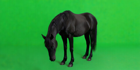 Black Horse Green Screen. (1)