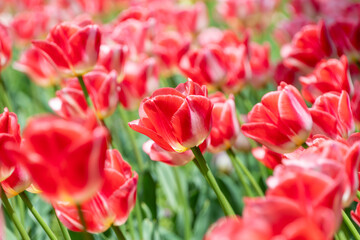 陽光に照らされる赤と白のチューリップの花畑