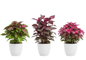 Isolated Coleus Plants in White Pots Grouping