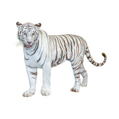 White tiger isolated on white background. with clipping path