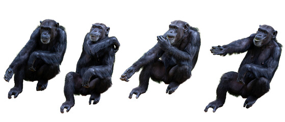 Big Chimpanzee Ape Isolated