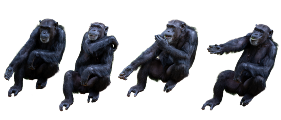  a big chimpanzee ape isolated on white background