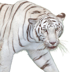 White tiger isolated on white background