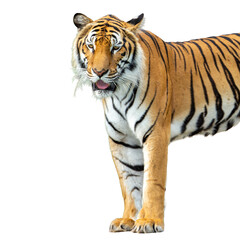 Siberian Tiger isolated on white background